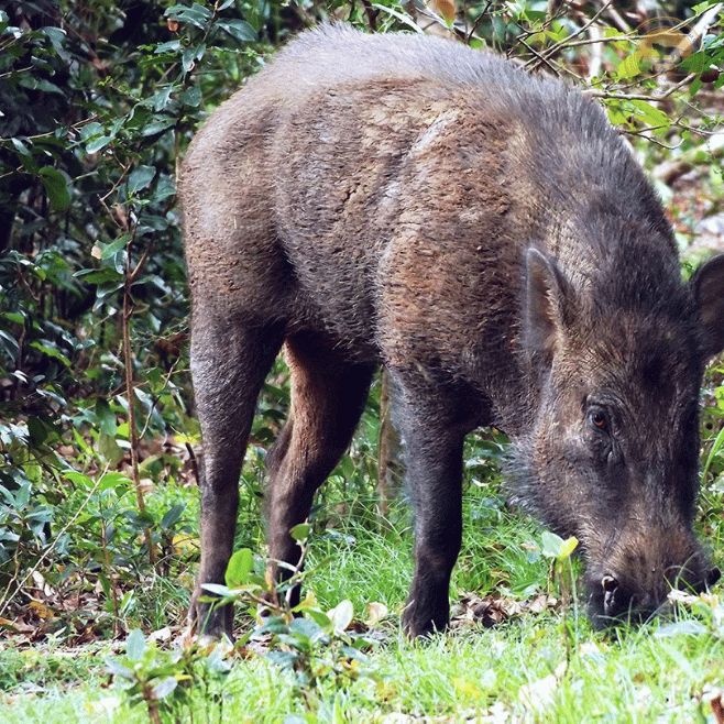 Wild Boar family searching for food in Udawalawa National Park