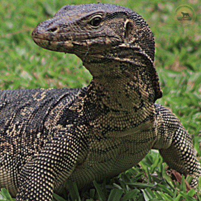 Large Water Monitor lizard near the lake in Udawalawa Park