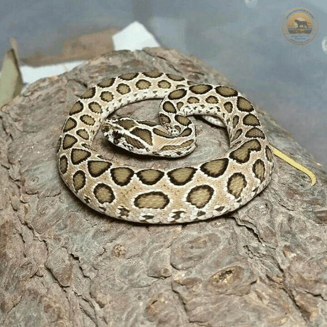 Highly venomous Russell's Viper spotted on a Sri Lanka safari