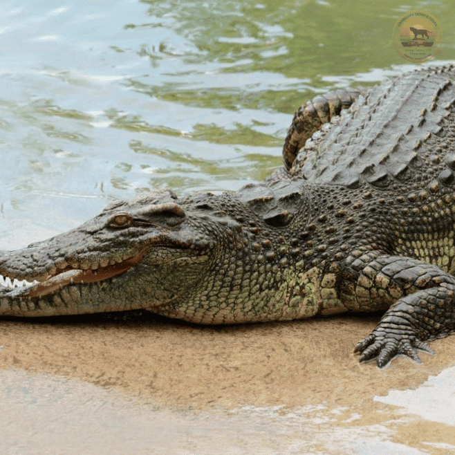 Wild Mugger Crocodile basking by the Udawalawa reservoir