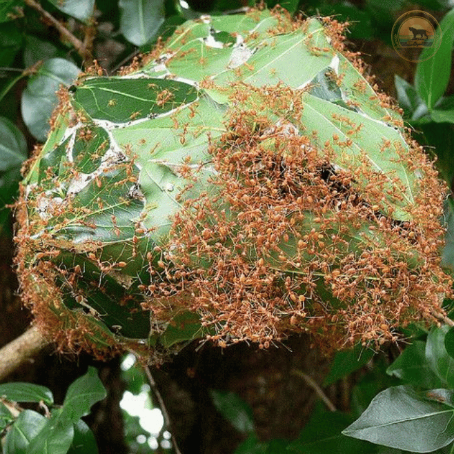 Red Weaver Ants (Dimiya) building a nest in the jungle canopy
