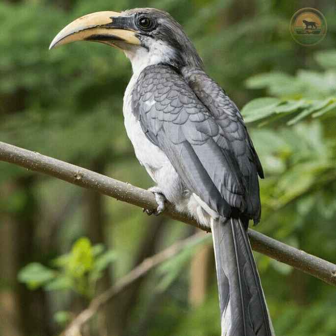 Endemic Sri Lanka Grey Hornbill perched on a forest branch