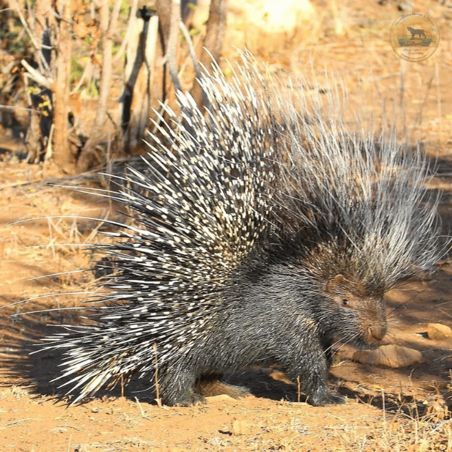 Indian Crested Porcupine found during a wildlife tour in Sri Lanka